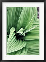 Green Leaf Blooms II Framed Print