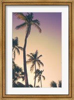 Evening Palms Fine Art Print