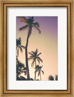 Evening Palms Fine Art Print