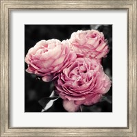 Pink Florals in Noir Fine Art Print
