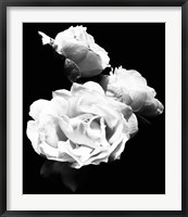 Dramatic Love Blooms  I Fine Art Print