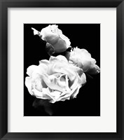 Dramatic Love Blooms  I Framed Print