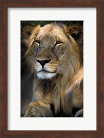 Cape Lion Fine Art Print