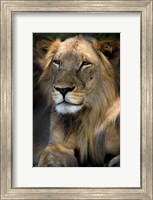 Cape Lion Fine Art Print