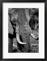 Tusks Fine Art Print