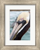 Bayside Pelican Fine Art Print