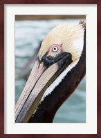 Bayside Pelican Fine Art Print