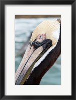 Bayside Pelican Fine Art Print