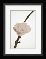 Delicate Floral II Framed Print