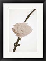 Delicate Floral II Framed Print