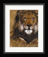 Gold Lion Framed Print