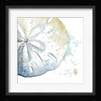 Water Sand Dollar Framed Print