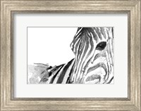 Zebra Gaze Fine Art Print