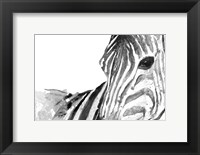 Zebra Gaze Fine Art Print
