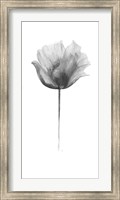 Flower in Gray Panel I Fine Art Print