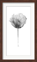 Flower in Gray Panel II Fine Art Print