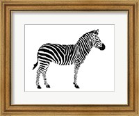 Zebra Fine Art Print
