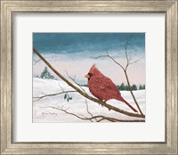 Auburn Cardinal Fine Art Print