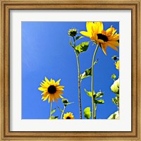 Sunflowers and Sky Fine Art Print