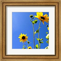 Sunflowers and Sky Fine Art Print