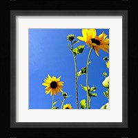 Sunflowers and Sky Fine Art Print