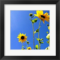 Sunflowers and Sky Fine Art Print