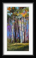 Birch Trees Fine Art Print
