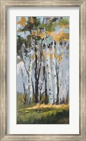 Golden Birch Trees Fine Art Print