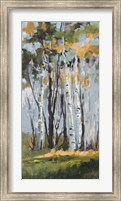 Golden Birch Trees Fine Art Print