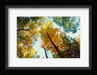 Looking Up Fine Art Print