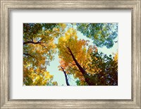 Looking Up Fine Art Print