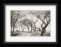 Path Walk Fine Art Print