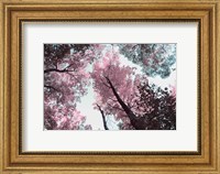Blooming Cherry Blossom Fine Art Print