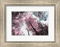 Blooming Cherry Blossom Fine Art Print