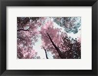 Blooming Cherry Blossom Fine Art Print