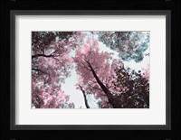 Blooming Cherry Blossom Fine Art Print