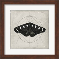 Midnight Moth I Fine Art Print