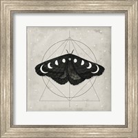 Midnight Moth I Fine Art Print