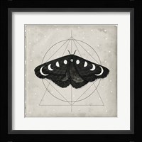 Midnight Moth I Framed Print