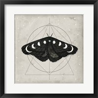 Midnight Moth I Framed Print