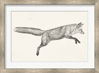 Flying Fox I Fine Art Print