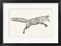 Flying Fox I Framed Print