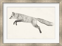 Flying Fox II Fine Art Print