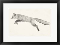 Flying Fox II Framed Print