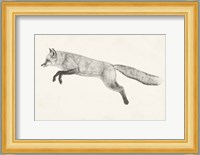 Flying Fox II Fine Art Print