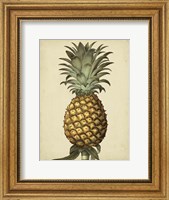 Brookshaw Antique Pineapple I Fine Art Print