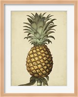 Brookshaw Antique Pineapple I Fine Art Print