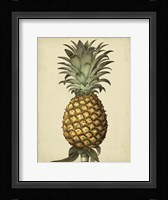 Brookshaw Antique Pineapple I Fine Art Print