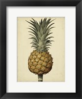 Brookshaw Antique Pineapple II Fine Art Print