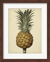 Brookshaw Antique Pineapple II Fine Art Print